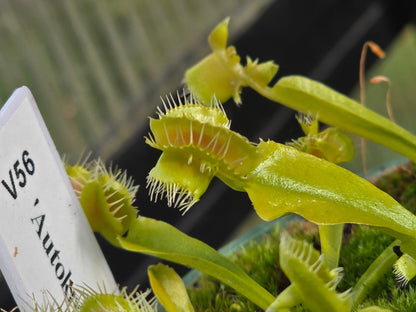 Dionaea muscipula 'Autokrator' - Venus Fly Trap
