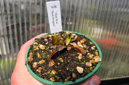 Dionaea muscipula 'Akai Ryu' "Red Dragon" - Venus Fly Trap