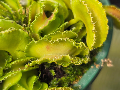 Dionaea muscipula 'Kim Jong Il' - Venus Fly Trap