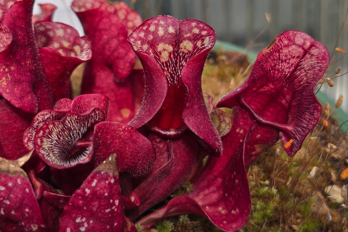 Sarracenia purpurea ssp. venosa var. burkeii - Purple Pitcher Plant
