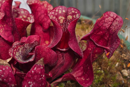 Sarracenia purpurea ssp. venosa var. burkeii - Purple Pitcher Plant
