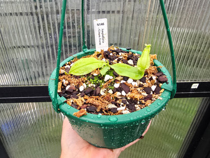 Nepenthes ampullaria 'Green Form' - Lowland Tropical Pitcher Plant