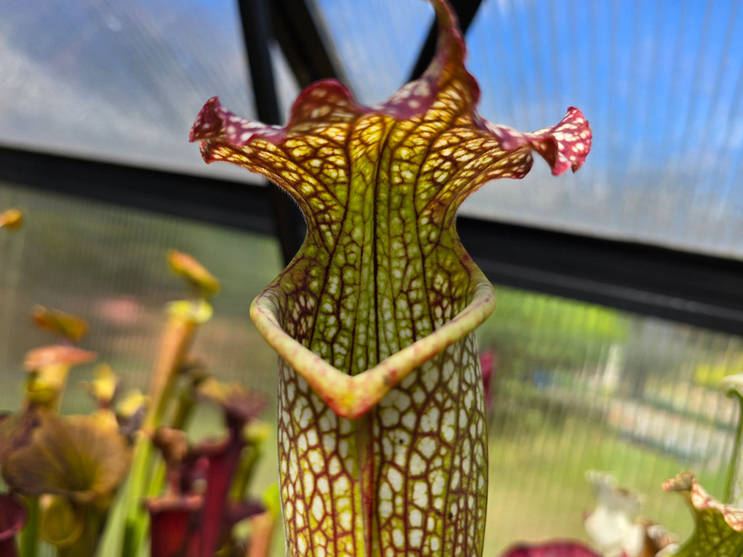 SEED - Sarracenia leucophylla x flava var. flava - American Pitcher Plant - 15+ Per Packet