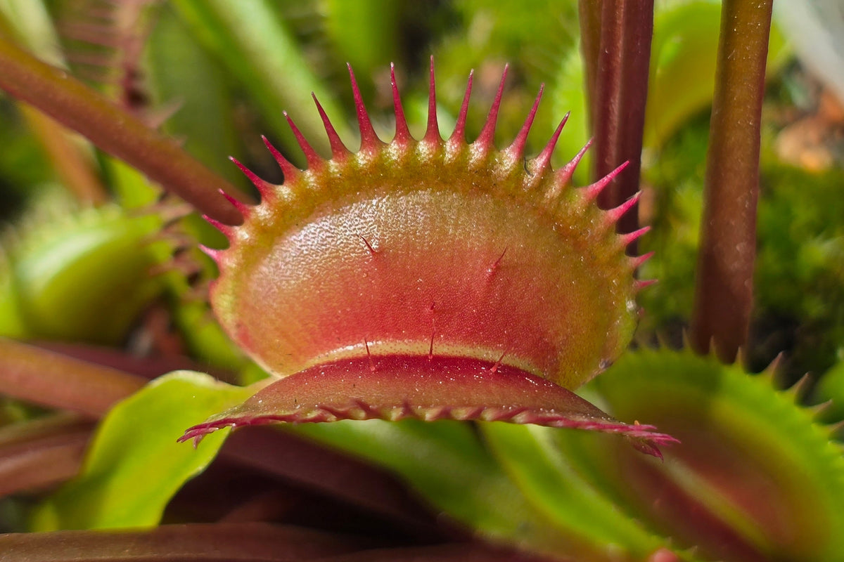 Dionaea muscipula 'Z11' x 'Shark Teeth' - Venus Fly Trap