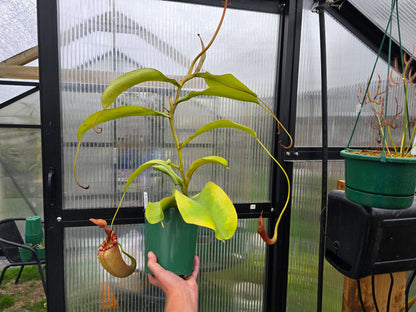 Nepenthes maxima x veitchii (Female) - Intermediate Tropical Pitcher Plant