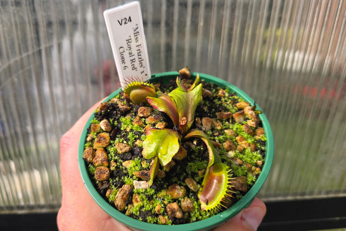 Dionaea muscipula 'Miss Frizzles' x 'Royal Red' Clone 6 - Venus Fly Trap