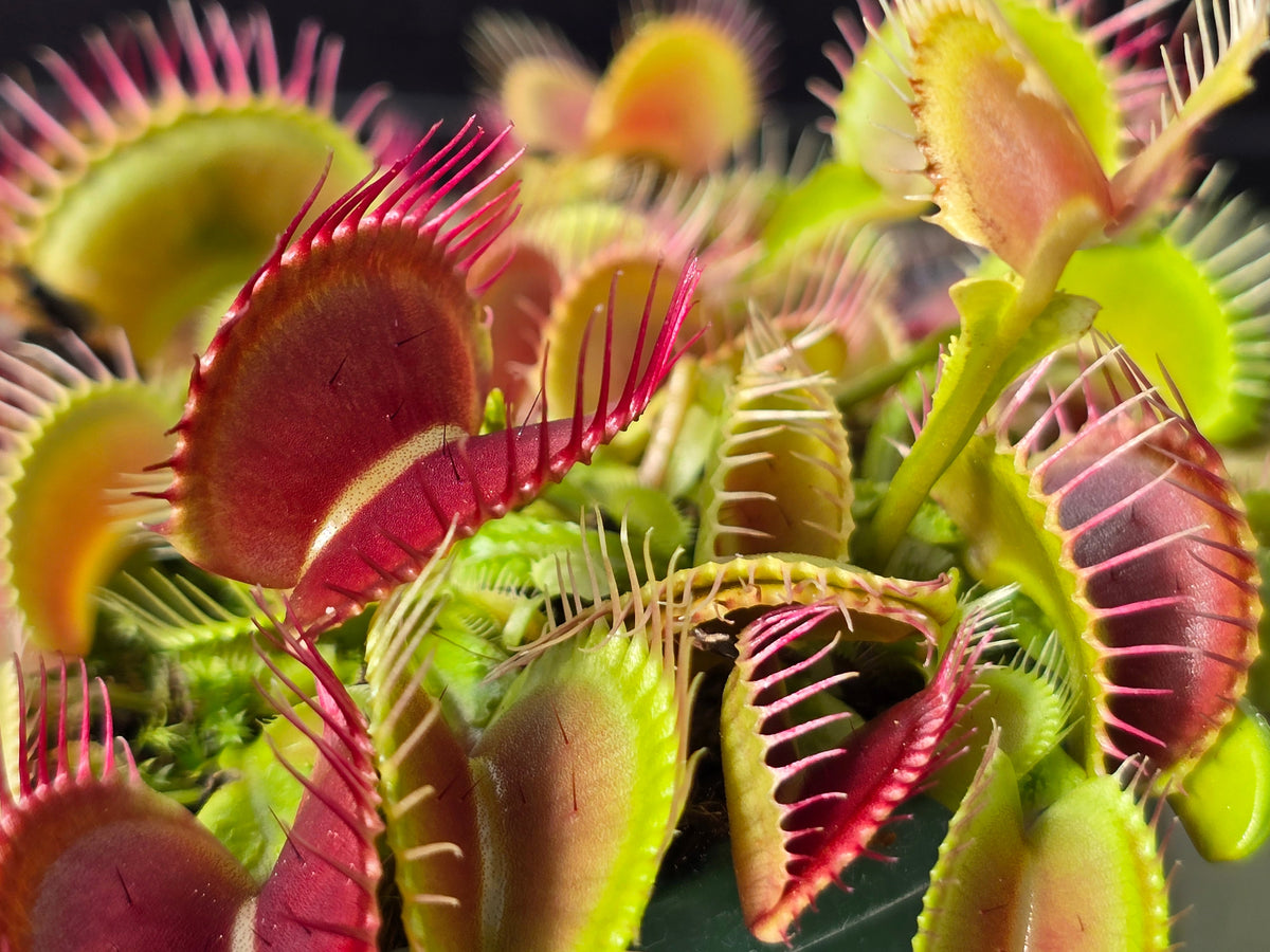 Dionaea muscipula 'Schuppenstiel I' - Venus Fly Trap