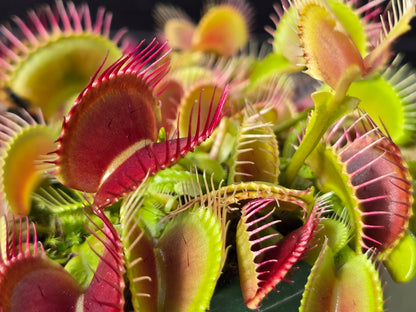 Dionaea muscipula 'Schuppenstiel I' - Venus Fly Trap