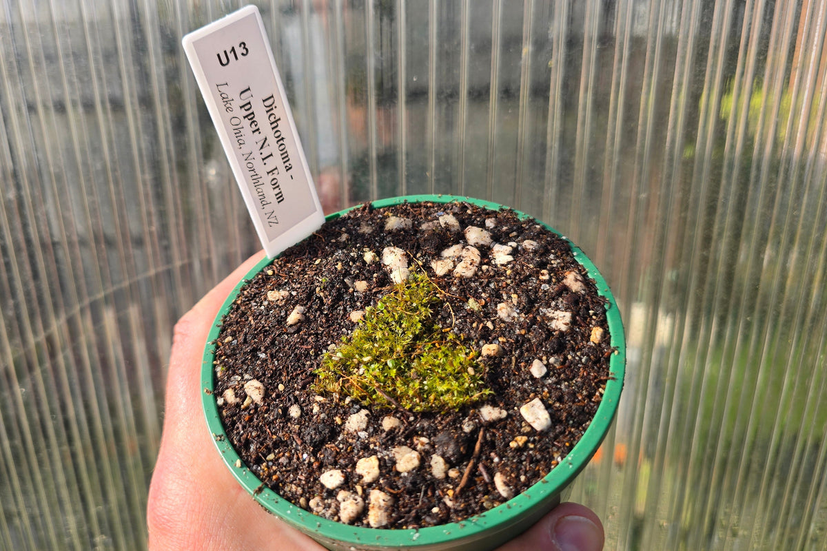 Utricularia dichotoma - Upper N.I. Form (Lake Ohia, Northland, NZ) - Terrestrial Bladderwort