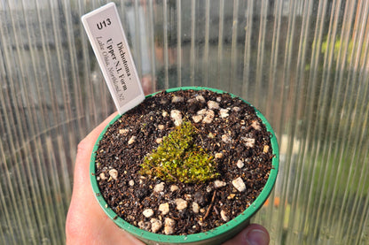 Utricularia dichotoma - Upper N.I. Form (Lake Ohia, Northland, NZ) - Terrestrial Bladderwort
