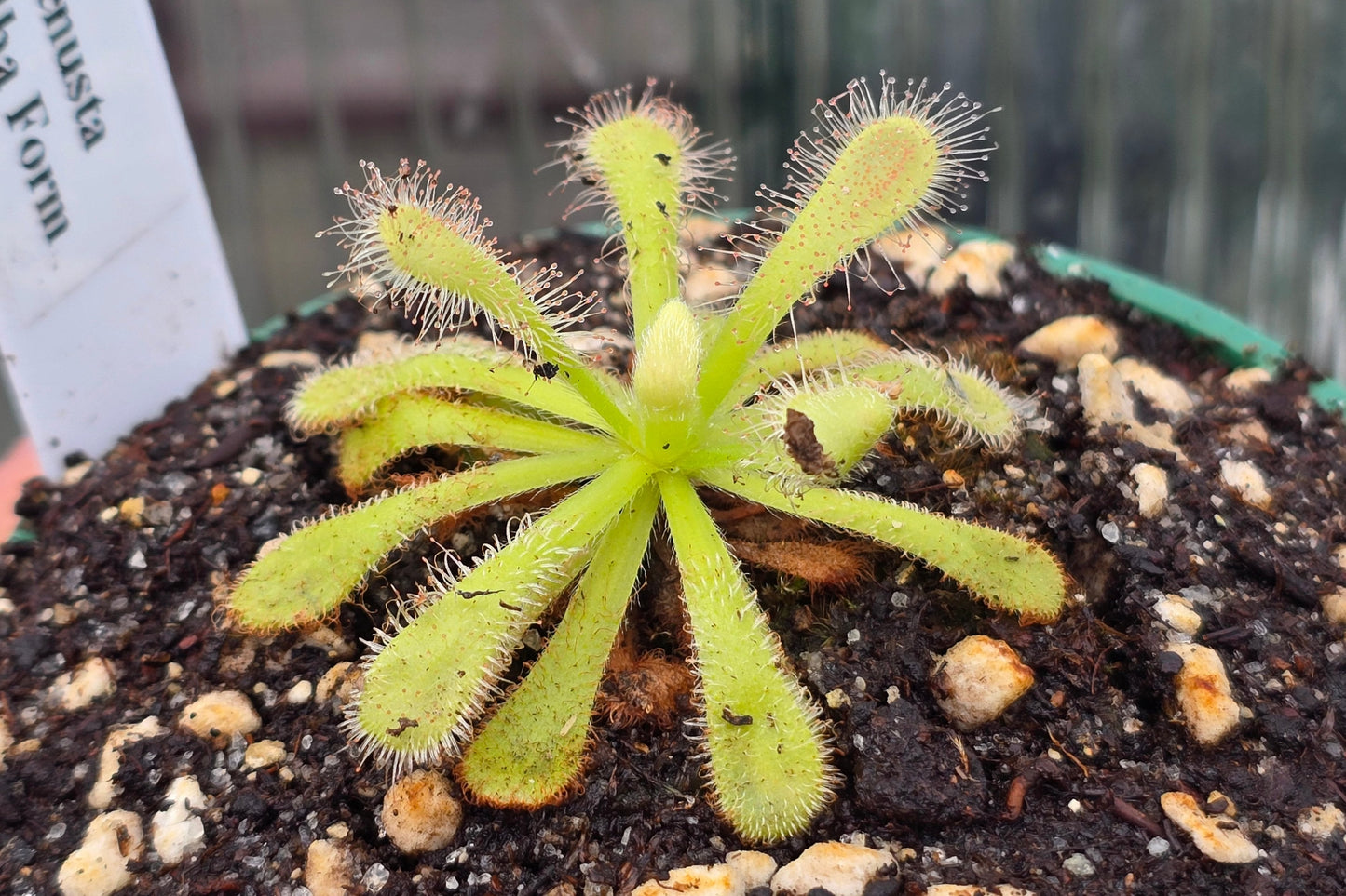 Drosera venusta - Alba Form - The Elegant Sundew