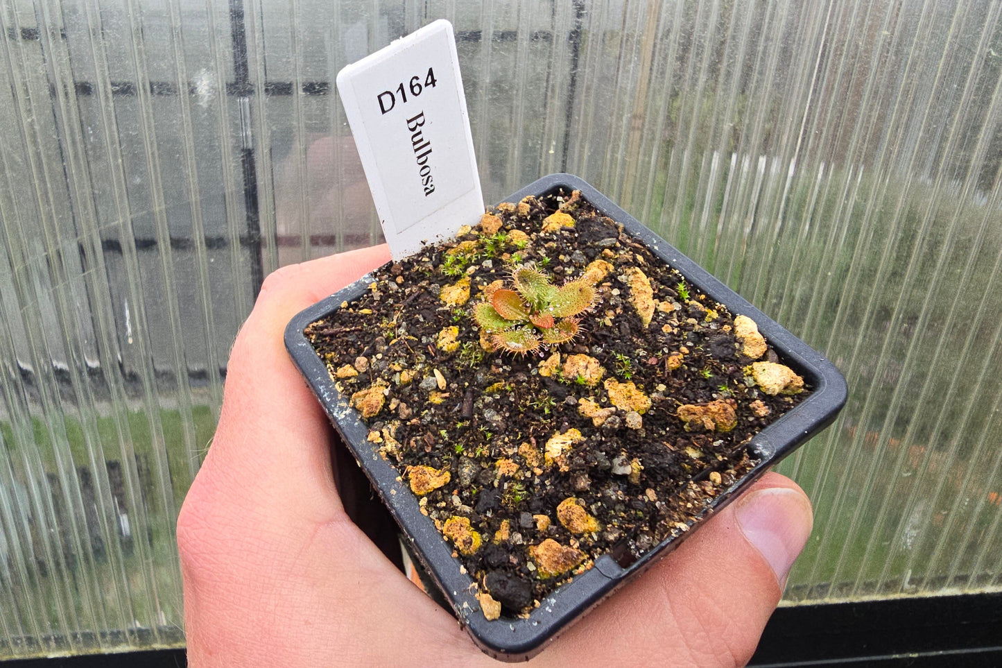 Drosera bulbosa - Tuberous Sundew