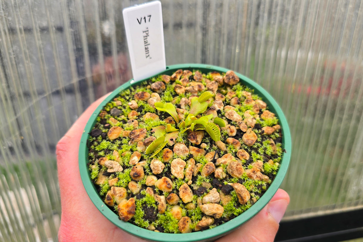 Dionaea muscipula 'Phalanx’ - Venus Fly Trap