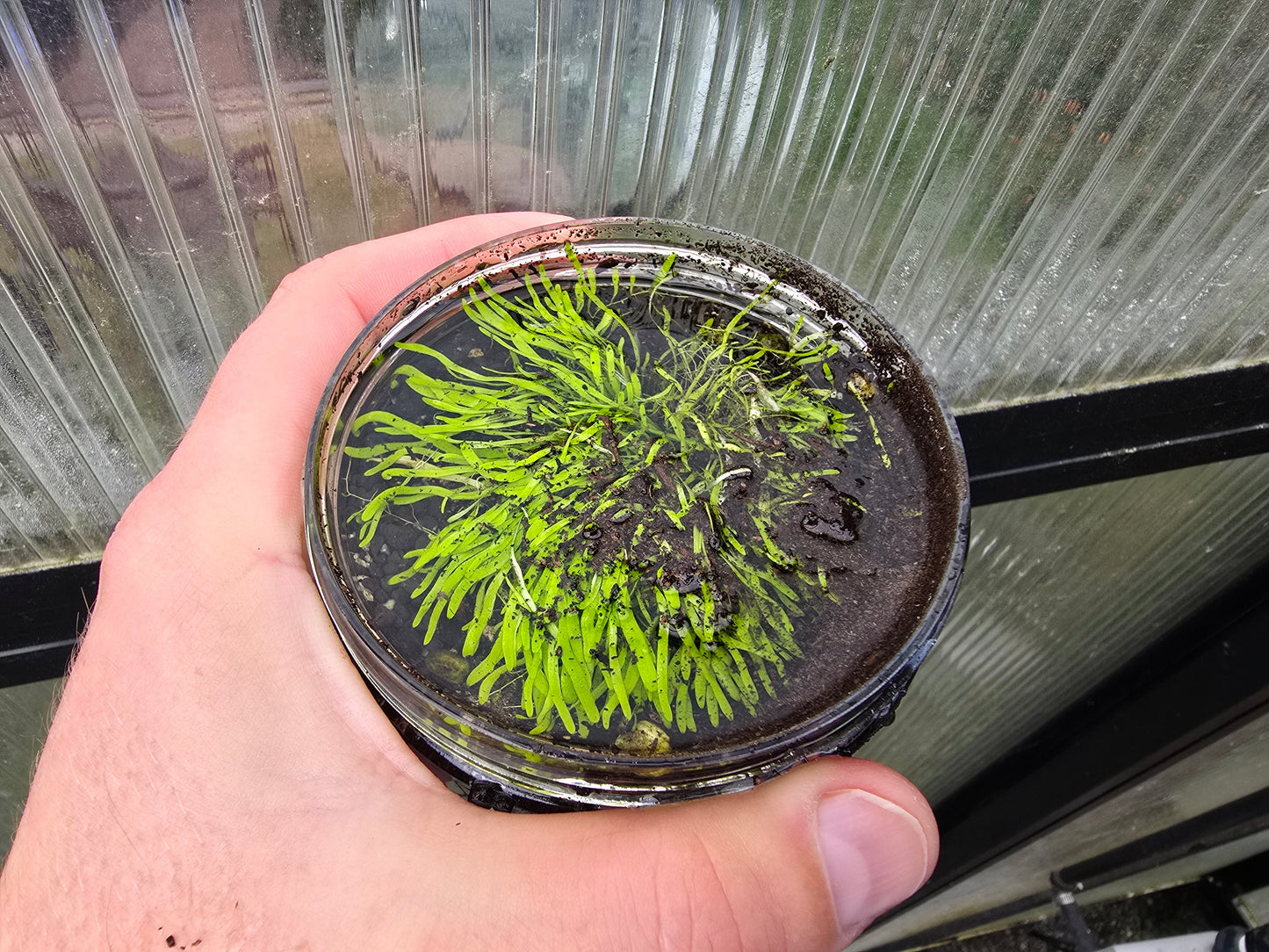 Utricularia graminifolia - Grass-Leaved Tropical Bladderwort