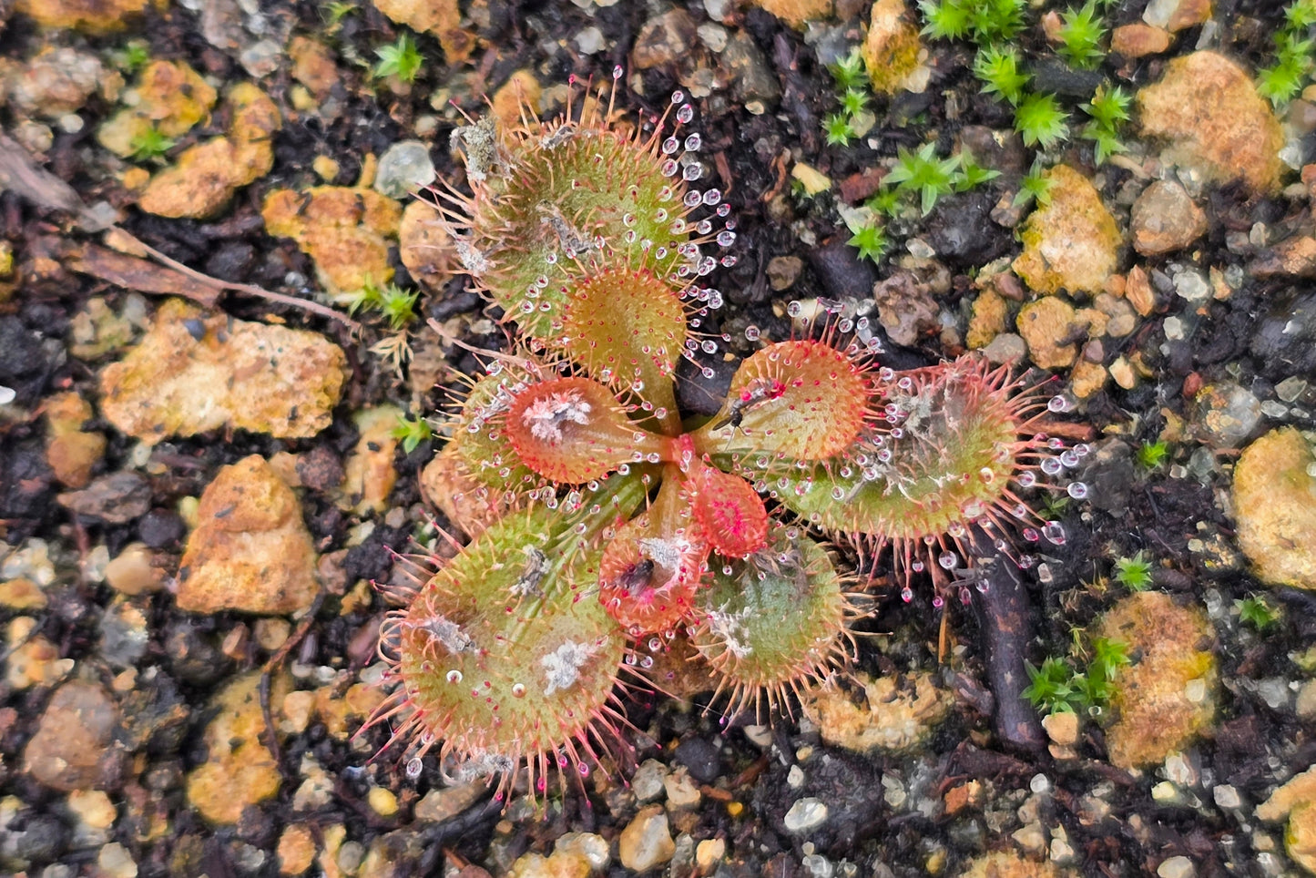 Drosera bulbosa - Tuberous Sundew
