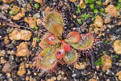 Drosera bulbosa - Tuberous Sundew