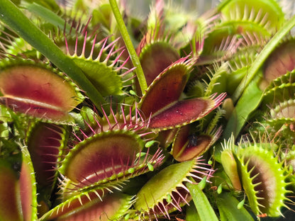 Dionaea muscipula 'DC XL’ - Venus Fly Trap