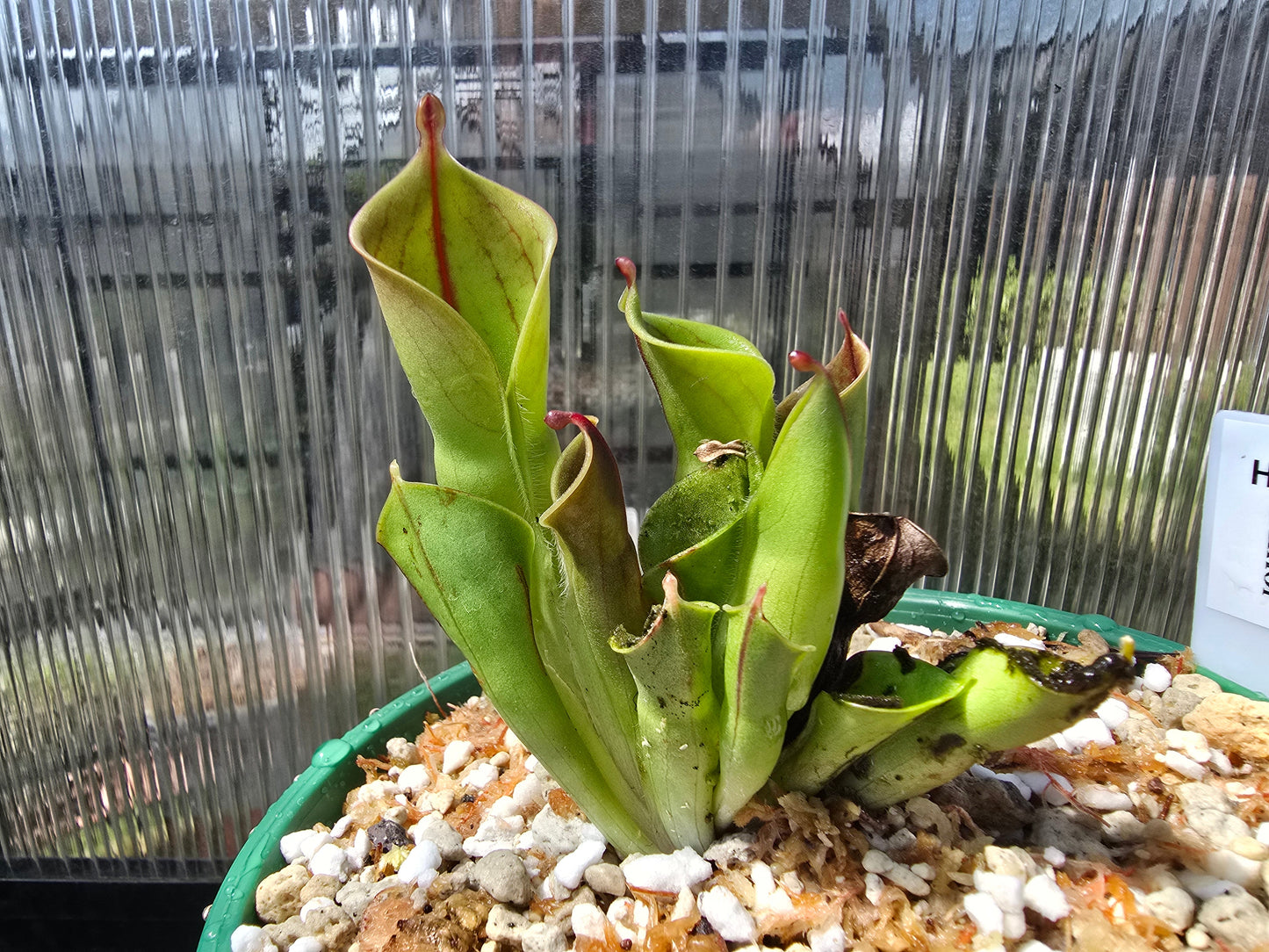 Heliamphora minor - BE-3250 - Lesser Sun Pitcher