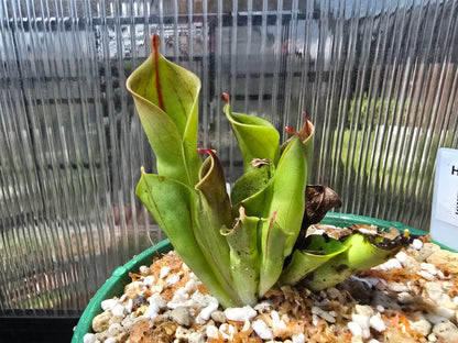 Heliamphora minor - BE-3250 - Lesser Sun Pitcher