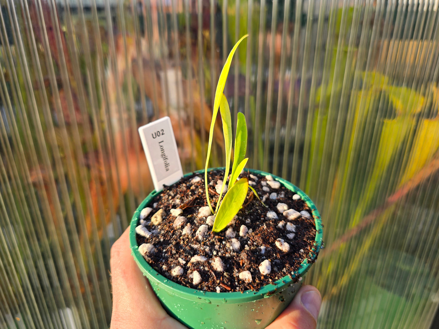Utricularia longifolia - Tropical Long-Leafed Bladderwort