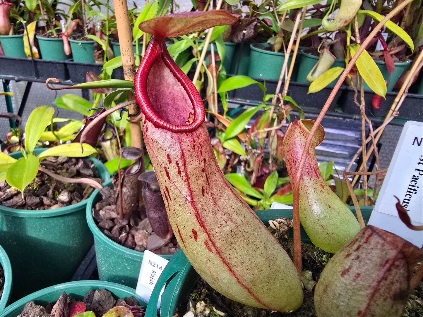 Nepenthes 'St Pacificus' - Intermediate Tropical Pitcher Plant