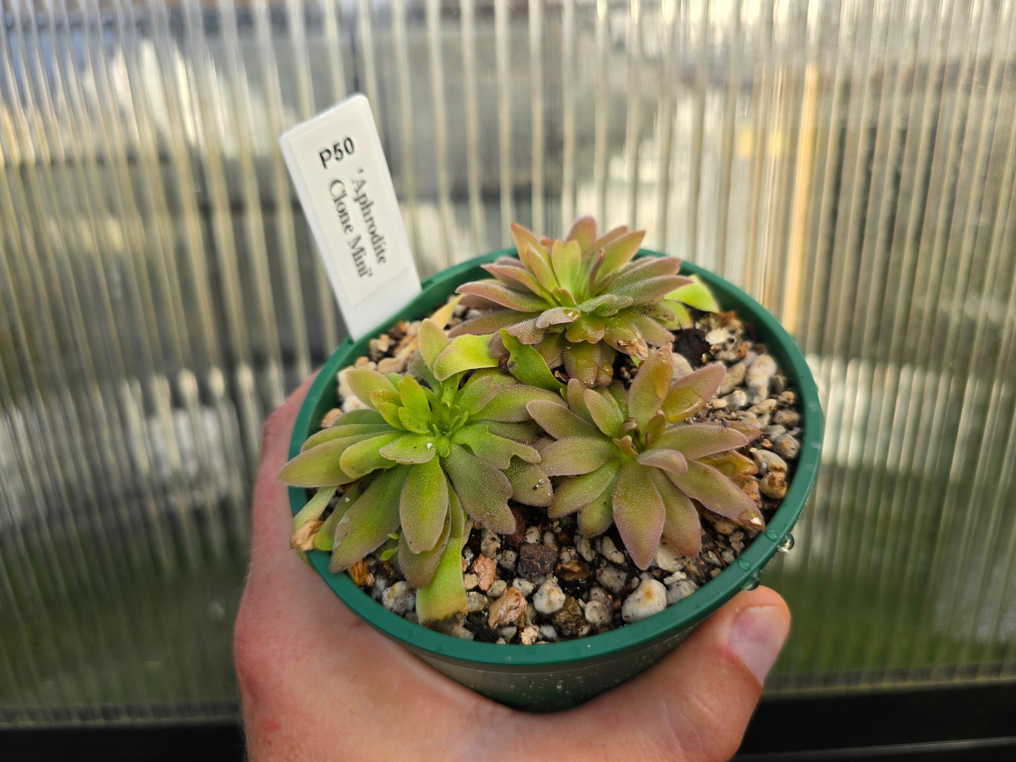 Pinguicula 'Aphrodite Clone Mini' - Mexican Butterwort