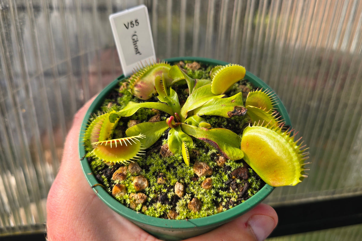 Dionaea muscipula 'Ghost' - Venus Fly Trap