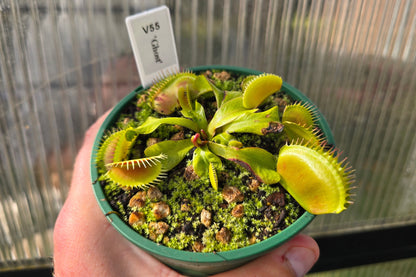 Dionaea muscipula 'Ghost' - Venus Fly Trap