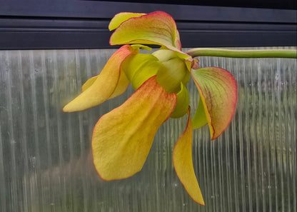 Sarracenia 'Moorei' "Timothy King" x flava var. atropurpurea "Don Schnell" - American Pitcher Plant
