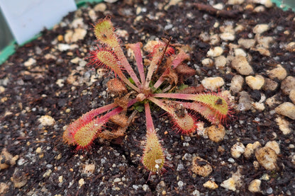 Drosera sp. Botswana (Okavango Delta, Botswana) - Sundew