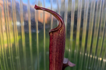 SEED - Sarracenia rubra ssp. rubra (Brunswick, Glynn County, Georgia, USA) - Sweet Pitcher Plant - 10+ Per Packet