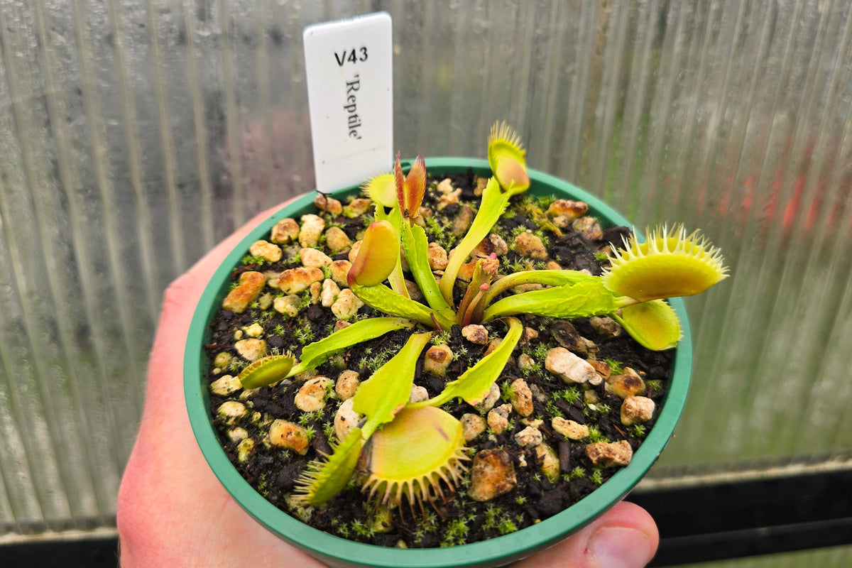 Dionaea muscipula 'Reptile' - Venus Fly Trap