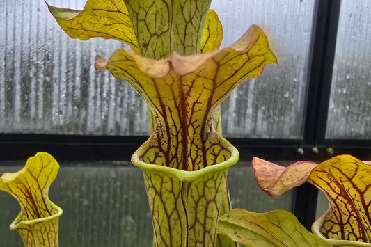 Sarracenia oreophila var. ornata (DeKalb County, Georgia, USA) - Green Pitcher Plant