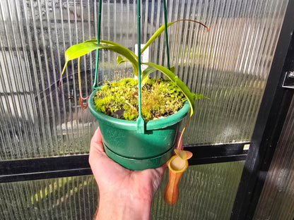 Nepenthes 'Ventrata' - Highland Tropical Pitcher Plant