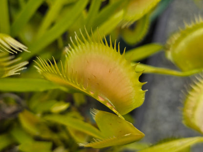 Dionaea muscipula 'Ghost' - Venus Fly Trap