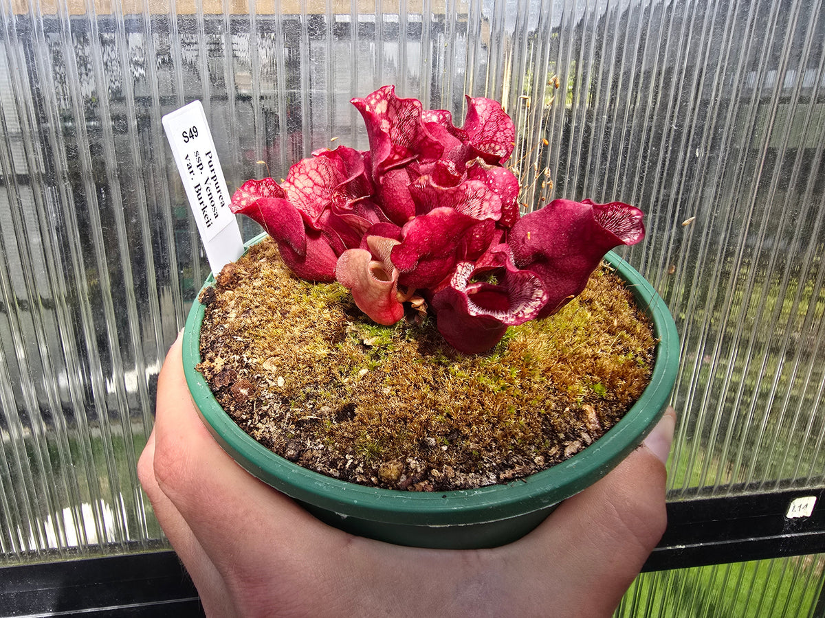 Sarracenia purpurea ssp. venosa var. burkeii - Purple Pitcher Plant