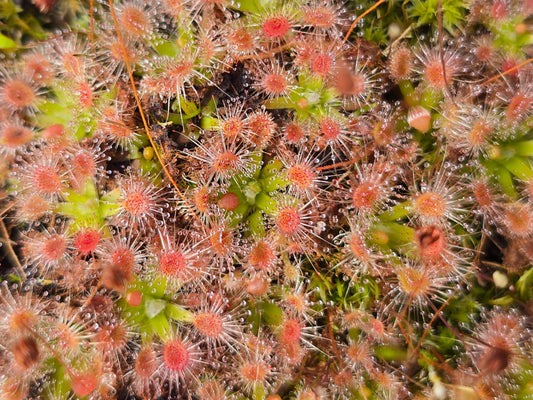 Drosera pulchella - Pygmy Sundew