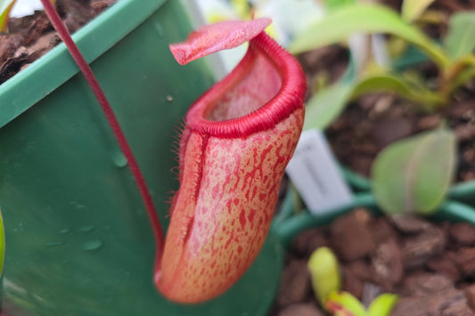 Nepenthes 'Binky' - Highland Tropical Pitcher Plant