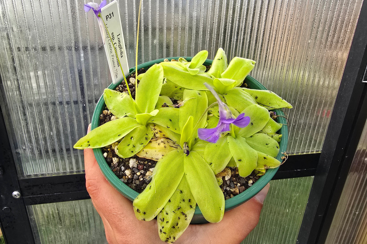 Pinguicula longifolia ssp. caussensis (Massif Centra, France) - Cold Temperate Long-Leafed Butterwort