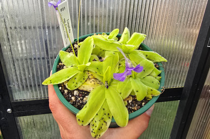 Pinguicula longifolia ssp. caussensis (Massif Centra, France) - Cold Temperate Long-Leafed Butterwort