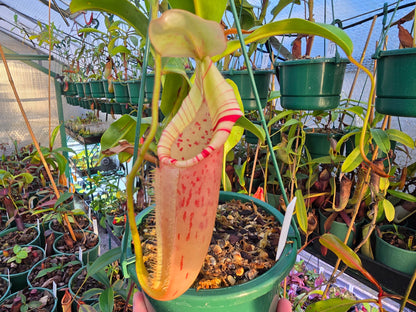 Nepenthes Veitchii Hybrid (Male) - Intermediate Tropical Pitcher Plant