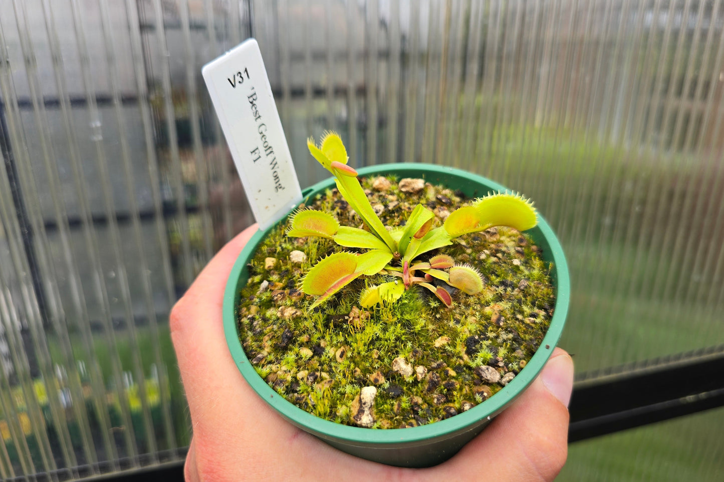 Dionaea muscipula 'Best Geoff Wong' F1 - Venus Fly Trap