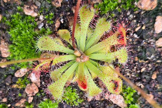 Drosera sp. Botswana (Okavango Delta, Botswana) - Sundew