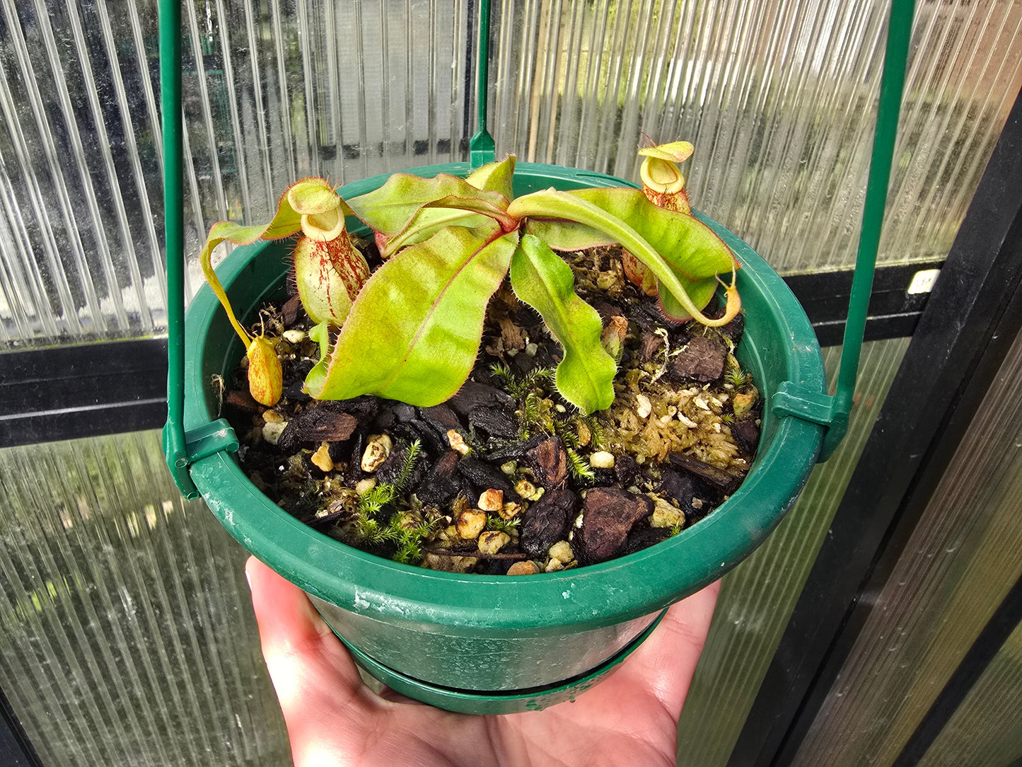 Nepenthes Lowland Assorted Hybrids - Lowland Tropical Pitcher Plant