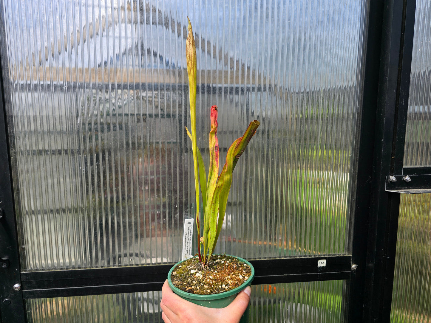 Sarracenia (oreophila 005MK x 'Moorei' cv. 'Wilkerson White Knight') x 'Lamsatyricon' - American Pitcher Plant