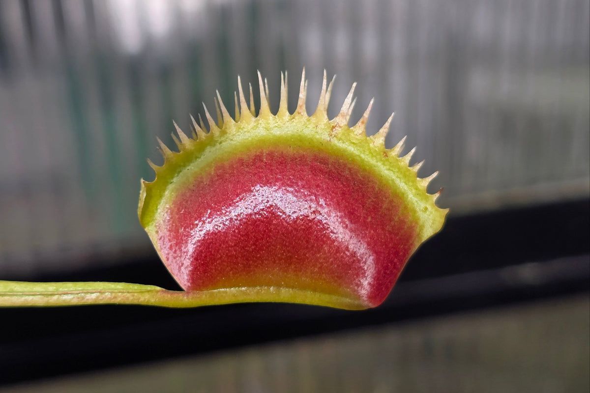 Dionaea muscipula 'Z11' x 'Shark Teeth' - Venus Fly Trap