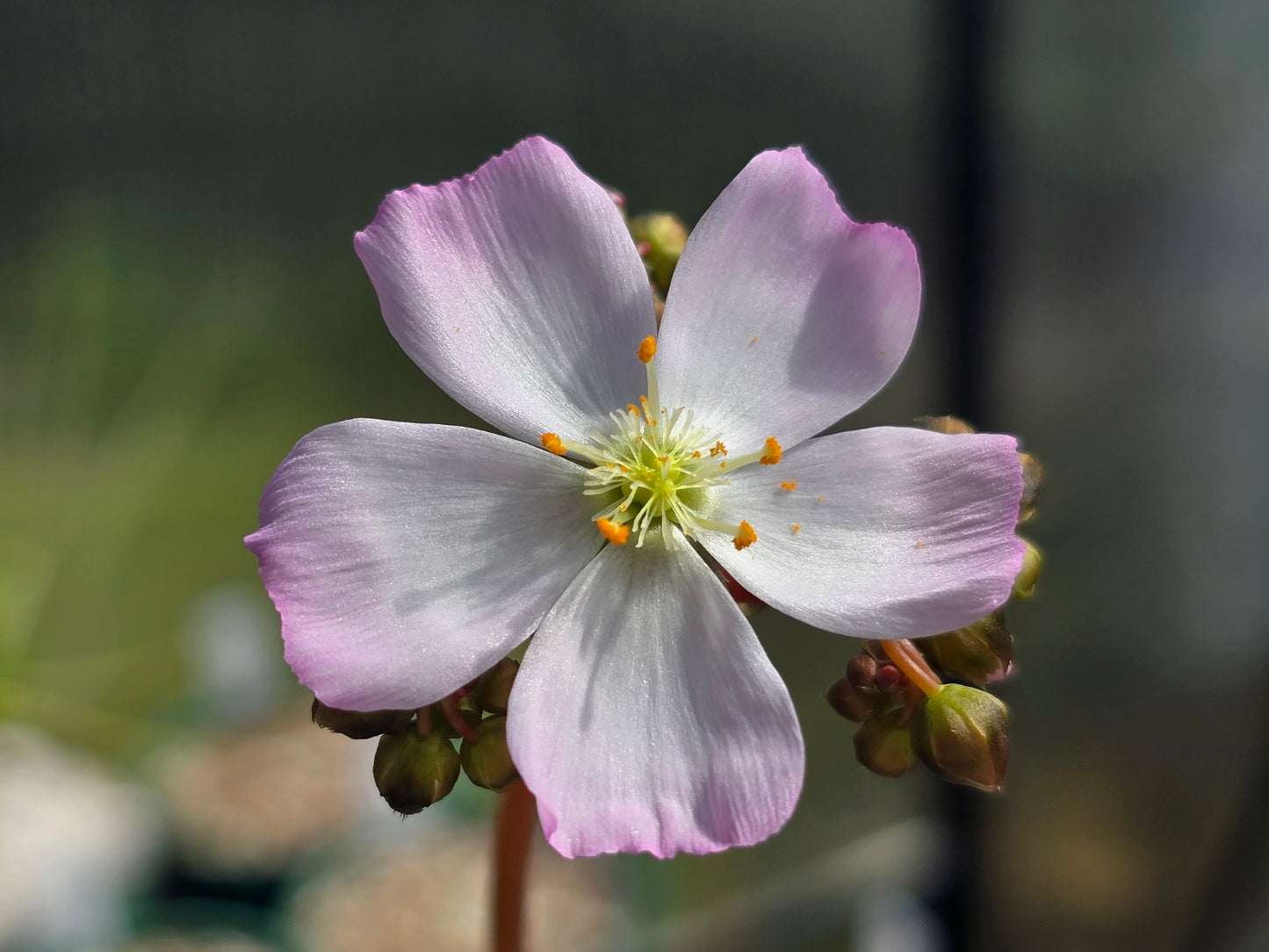 Drosera binata var. multifida "Extrema - Pink Flower Form" - Staghorn Sundew