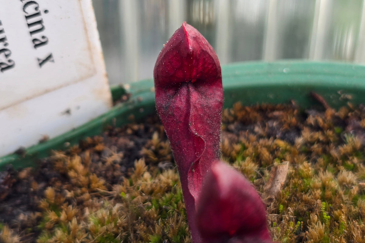 Sarracenia psittacina x purpurea - American Pitcher Plant