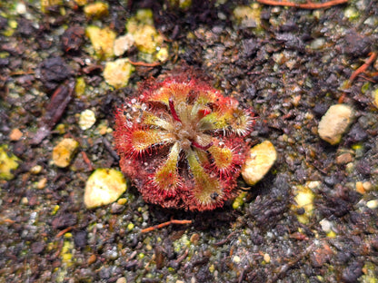 Drosera spatulata -  Spatula Sundew