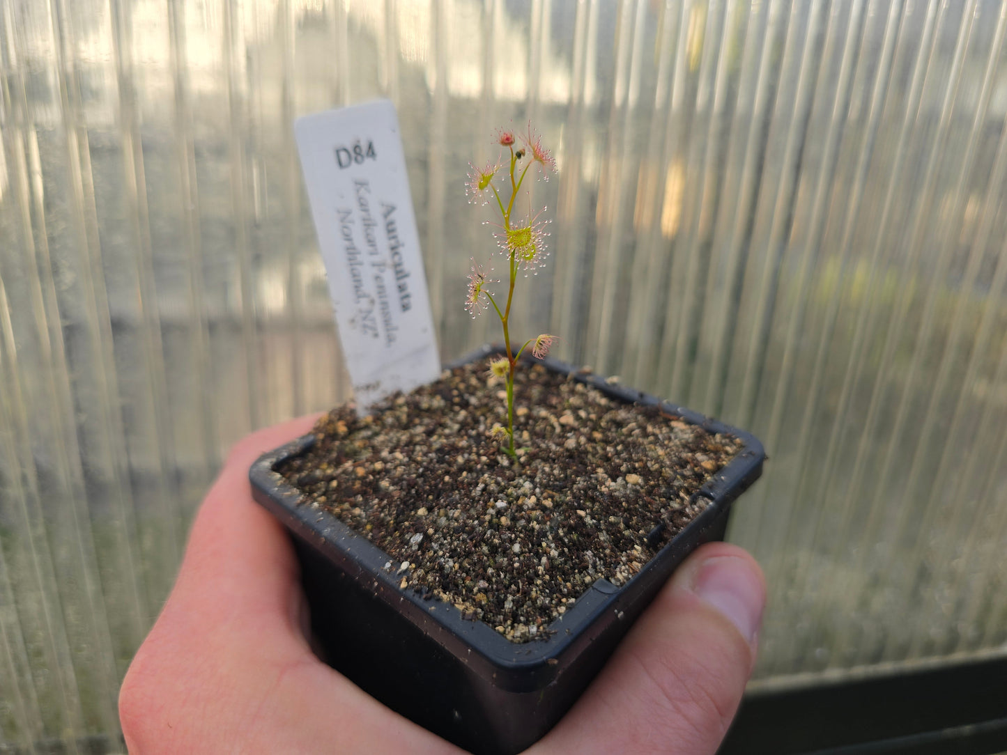 Drosera auriculata (Karikari Peninsula, Northland, NZ) - Tuberous Sundew